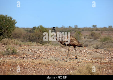 Emu, Erwachsenen gehen, Sturt Nationalpark, New South Wales, Australien / (Dromaius Novaehollandiae) Stockfoto