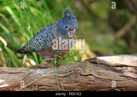 Bande Bande Kakadu, erwachsenes Weibchen auf Baum, South Australia, Australien / (Callocephalon Fimbriatum) Stockfoto