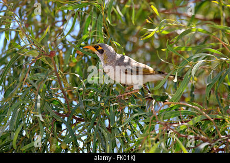 Schwarz-eared Bergmann, Erwachsene auf Baum, South Australia, Australien / (Manorina Melanotis) Stockfoto