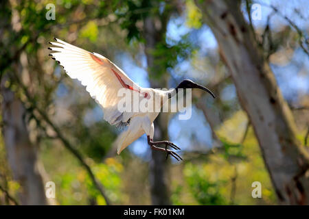 Australische weißes Ibis, Erwachsenen fliegen, New-South.Wales, Australien / (Threskiornis Molukken) Stockfoto