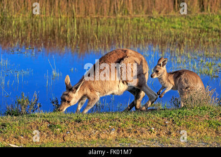 Östlichen Grey Kangaroo, Weibchen mit jungen, Wilson Promontory Nationalpark, Victoria, Australien / (Macropus Giganteus) Stockfoto