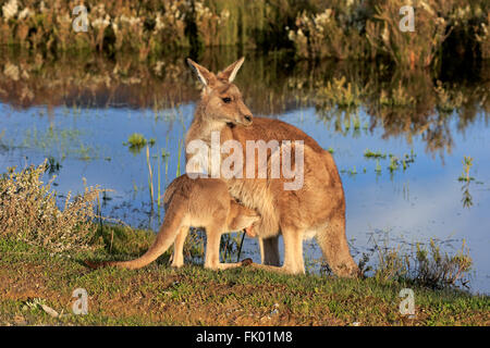 Östlichen Grey Kangaroo, Weibchen mit jungen, Wilson Promontory Nationalpark, Victoria, Australien / (Macropus Giganteus) Stockfoto