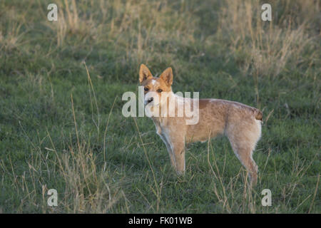 Australian Cattle Dogs im Freien auf der Wiese Stockfoto