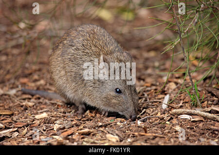 Lange Nase Potoroo, Erwachsene auf Nahrungssuche, South Australia, Australien / (Potorous Tridactylus) Stockfoto