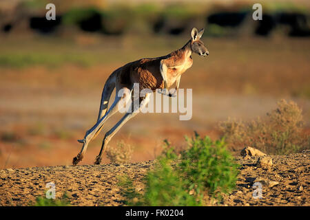 Red Kangaroo, Erwachsene springen, Sturt Nationalpark, New South Wales, Australien / (Macropus Rufus) Stockfoto