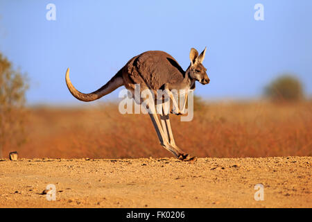 Red Kangaroo, Erwachsene springen, Sturt Nationalpark, New South Wales, Australien / (Macropus Rufus) Stockfoto