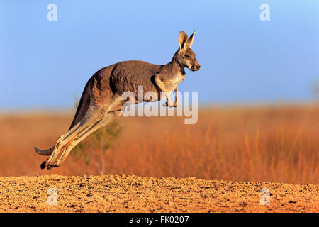 Red Kangaroo, Erwachsene springen, Sturt Nationalpark, New South Wales, Australien / (Macropus Rufus) Stockfoto