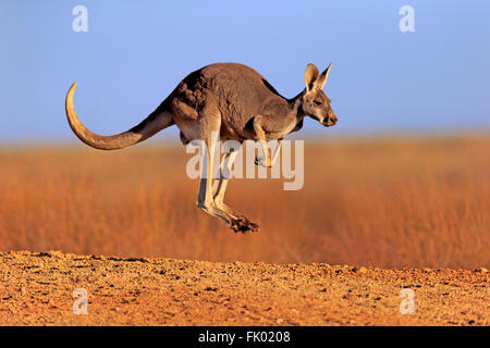 Red Kangaroo, Erwachsene springen, Sturt Nationalpark, New South Wales, Australien / (Macropus Rufus) Stockfoto