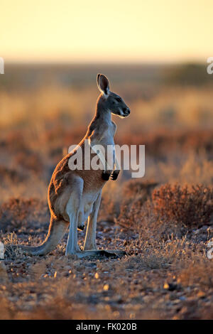 Red Kangaroo, erwachsenen männlichen Alarm, Sturt Nationalpark, New South Wales, Australien / (Macropus Rufus) Stockfoto