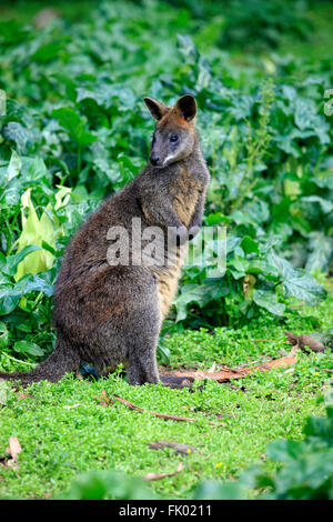 Swamp Wallaby, Erwachsene, Wilson Promontory Nationalpark, Victoria, Australien / (Wallabia bicolor) Stockfoto