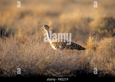 Australische Trappe, erwachsenes Weibchen, Sturt Nationalpark, New South Wales, Australien / (Ardeotis Australis) Stockfoto