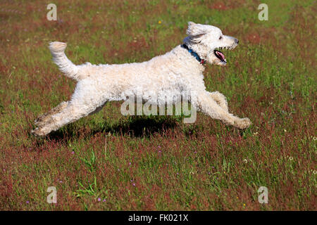 Labradoodle, männliche / (Labrador x Pudel cross) Stockfoto