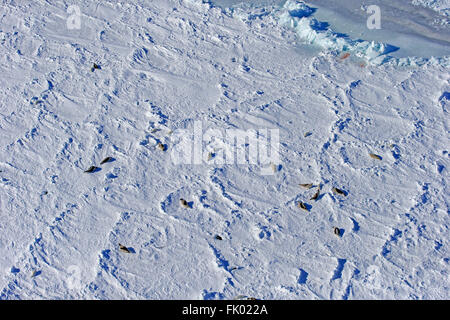 Harp Seal, Kolonie auf Packeis, im Winter, Magdalen Inseln, St.-Lorenz-Golf, Quebec, Kanada, Nordamerika / (Pagophilus Groenlandicus) Stockfoto