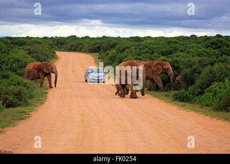 Afrikanische Elefanten Kreuzung Straße vor ein Auto, Addo Elephant Nationalpark, Eastern Cape, Südafrika, Afrika / (Loxodonta Africana) Stockfoto