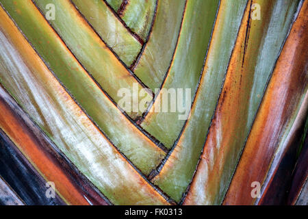 Baum des Reisenden (Ravenala Madagascariensis), Detail, Reunion Stockfoto