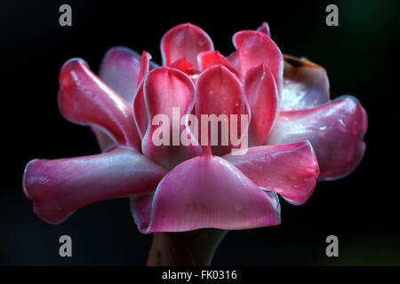 Fackel-Ingwer (Etlingera Elatior), Blüte, Reunion Stockfoto