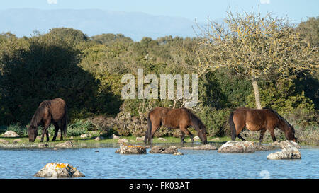 Giara Pferde, Broncos auf dem Hochplateau der Giara di Gesturi, Sardinien, Italien Stockfoto