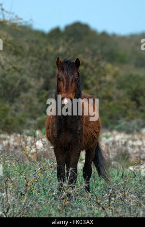 Giara Pferd, Broncos auf dem Hochplateau der Giara di Gesturi, Sardinien, Italien Stockfoto