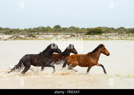 Giara Pferde laufen durch Wasser, Broncos auf dem Hochplateau der Giara di Gesturi, Sardinien, Italien Stockfoto