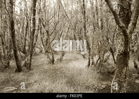 Patagonischen Regenwald im Sepia-Ton. Argentinien. Südamerika Stockfoto