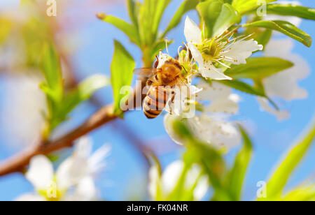 Nahaufnahme Foto der kleinen Biene auf Blüte Frucht Baum, Honigbienen bestäuben Apfelbaum und sammelt Pollen von Blumen Stockfoto