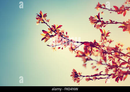 Schönen blühenden Baum in sonniger Tag, floral Grenze über blaue Himmelshintergrund, Vintage-Stil Foto, alten filmischen Bild Stockfoto