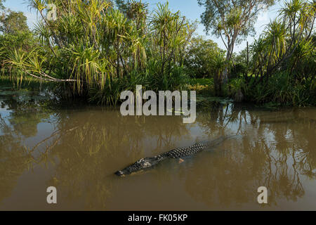 Gelbe Wasser Feuchtgebiete Salzwasser-Krokodil (Crocodylus Porosus), auch bekannt als Saltie, Flussmündungen oder Indo-Pazifik Krokodil. Es ich Stockfoto