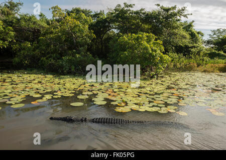 Gelbe Wasser Feuchtgebiete Salzwasser-Krokodil (Crocodylus Porosus), auch bekannt als Saltie, Flussmündungen oder Indo-Pazifik Krokodil. Es ich Stockfoto