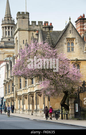 Mandelbaum in Blüte außerhalb St. Marys Church, High Street, Oxford, England Stockfoto