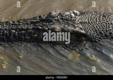 Gelbe Wasser Feuchtgebiete Salzwasser-Krokodil (Crocodylus Porosus), auch bekannt als Saltie, Flussmündungen oder Indo-Pazifik Krokodil. Es ich Stockfoto