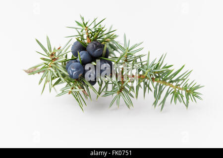 Wacholder-Zweig mit Beeren, auf weißem Hintergrund Stockfoto