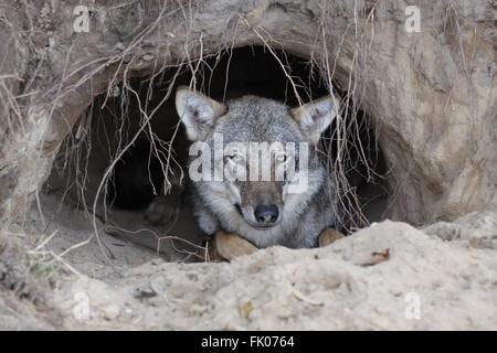 Wolf in einem Fuchsbau Stockfoto