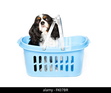 niedlichen Hund in blauen Korb isoliert auf weißem Hintergrund Stockfoto