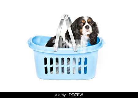 niedlichen Hund in blauen Korb isoliert auf weißem Hintergrund Stockfoto