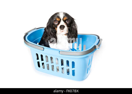 niedlichen Hund in blauen Korb isoliert auf weißem Hintergrund Stockfoto