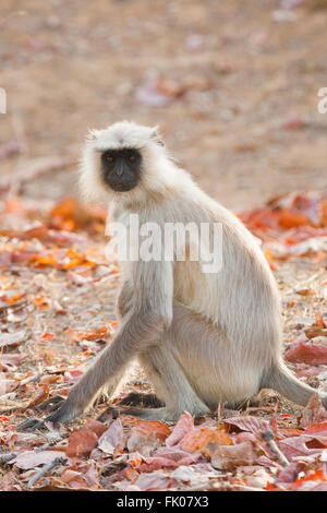 Bandhavgarh, Madhya Pradesh, Indien. Südliche Tiefebene grau Languren (Semnopithecus Dussumieri) sitzen am Boden. Stockfoto