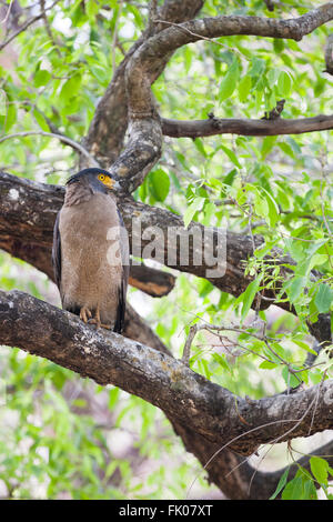 Bandhavgarh, Madhya Pradesh, Indien. Crested Schlange Adler (Spilornis Cheela) im Baum sitzen. Stockfoto