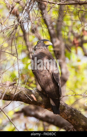 Bandhavgarh, Madhya Pradesh, Indien. Crested Schlange Adler (Spilornis Cheela) im Baum sitzen. Stockfoto