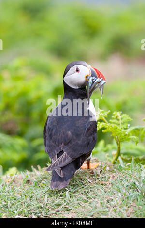 Skomer Island, Pembrokeshire, Wales, UK. Papageitaucher (Fratercula Arctica) mit Sandaalen im Lebensraum voller Rechnung. Stockfoto