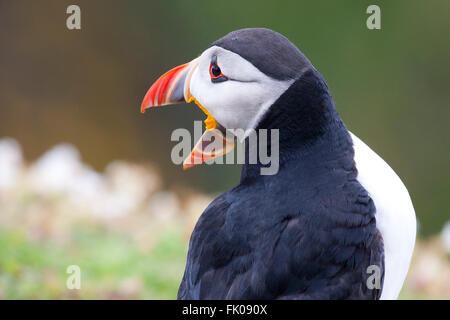 Skomer Island, Pembrokeshire, Wales, UK. Papageitaucher (Fratercula Arctica) aufrufen. Stockfoto