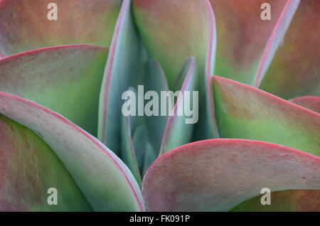 Kalanchoe Thyrsiflora Pflanze Blätter verhaften Stockfoto