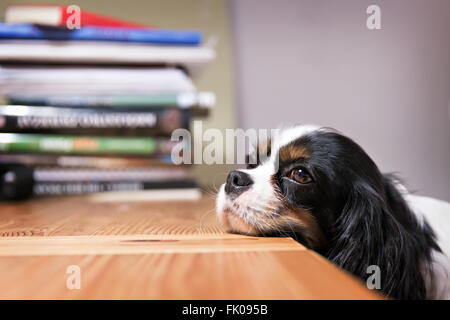 niedlichen Hund legt seinen Kopf auf den Tisch Stockfoto