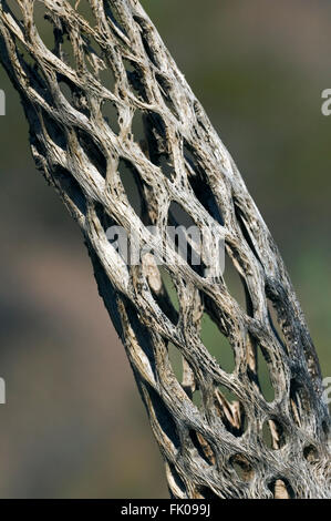 Cholla Cactus (Cylindropuntia SP.) Skelett zeigt röhrenförmigen tragende Holzkonstruktion mit ovalen Öffnungen, Sonora-Wüste, USA Stockfoto