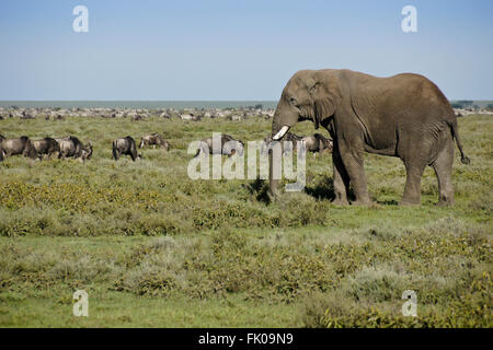 Elefantenbulle inmitten der Gnus, Ngorongoro Conservation Area (Ndutu), Tansania Stockfoto