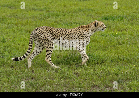 Gepard (weiblich) zu Fuß, Ngorongoro Conservation Area (Ndutu), Tansania Stockfoto