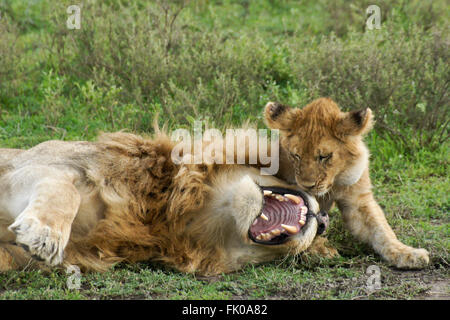 Männlicher Löwe knurrend auf junges, Ngorongoro Conservation Area (Ndutu), Tansania Stockfoto