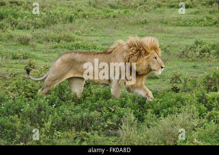 Männlicher Löwe Wandern, Ngorongoro Conservation Area (Ndutu), Tansania Stockfoto