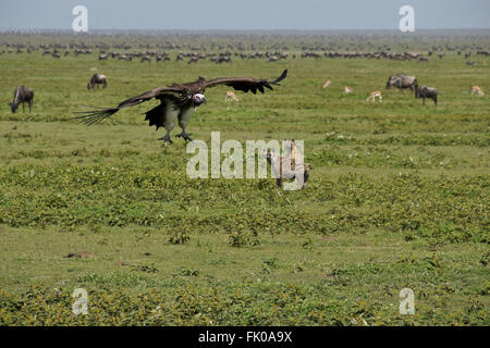 Ohrengeier konfrontiert (nubischen) Geier kommen für eine Landung auf einem Kill, Ngorongoro Conservation Area (Ndutu), Tansania Stockfoto