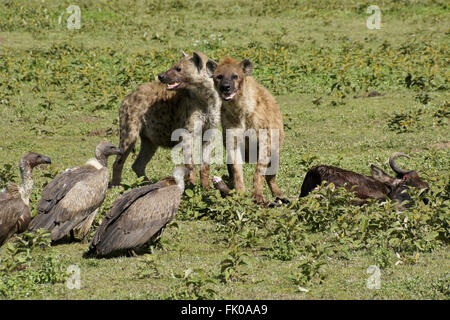 Tüpfelhyänen und Weißrückenspecht Geier auf Gnus zu töten, Ngorongoro Conservation Area (Ndutu), Tansania Stockfoto