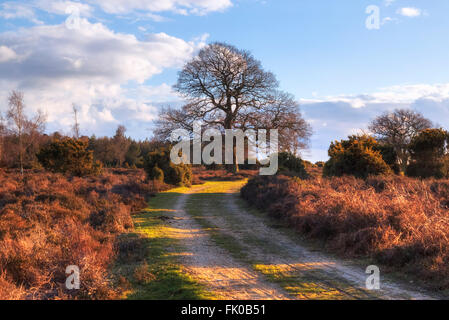 Baum im Winter bei Mogshade Hill, New Forest, Lyndhurst, England, UK Stockfoto